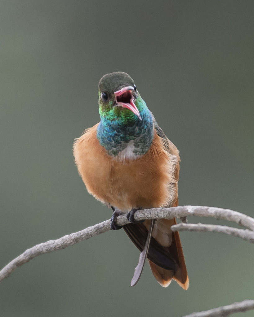 Amazilia Hummingbird 