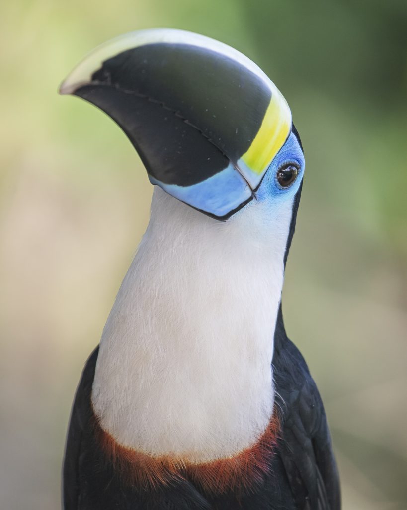 White Throated Toucan