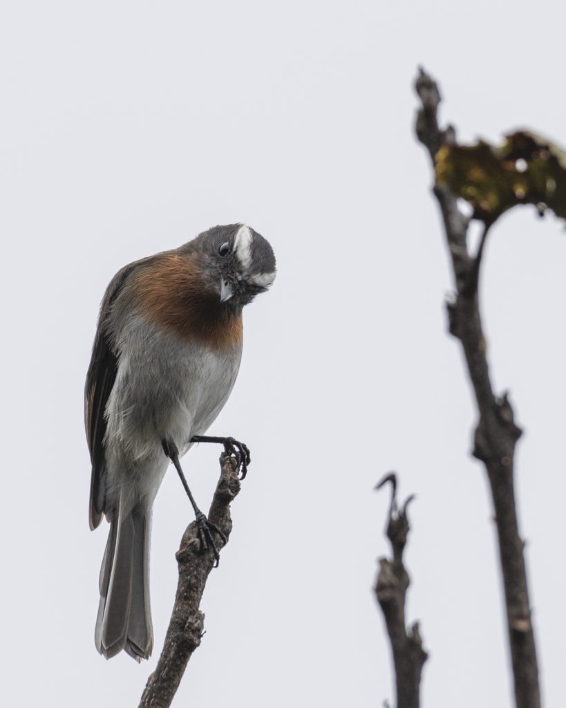 Rufous Breasted Chat Tyrant