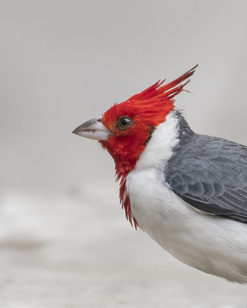 Red Crested Cardinal 
