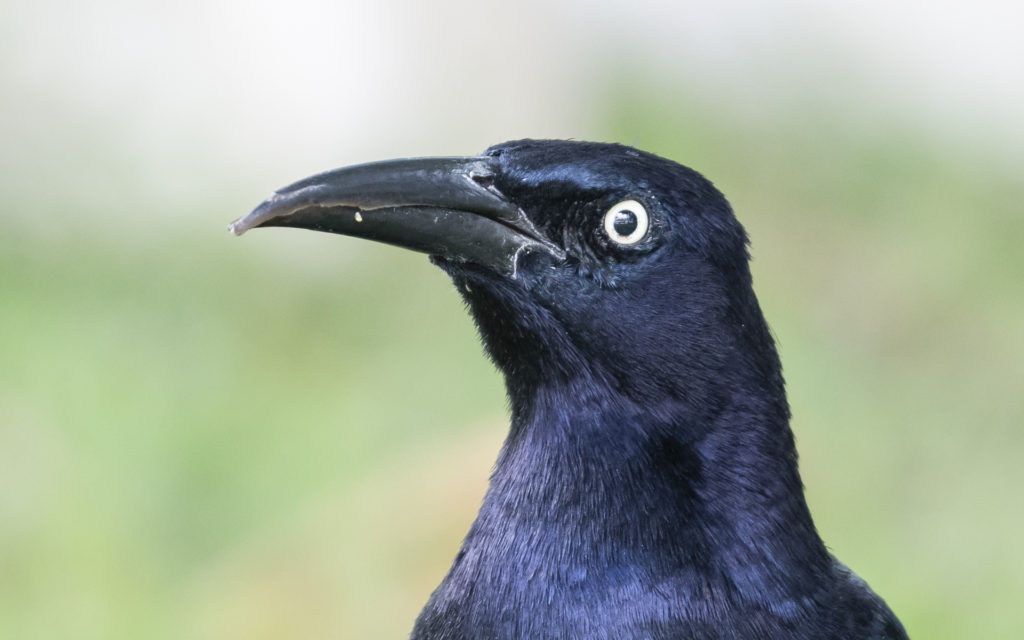 Great Tailed Grackle 