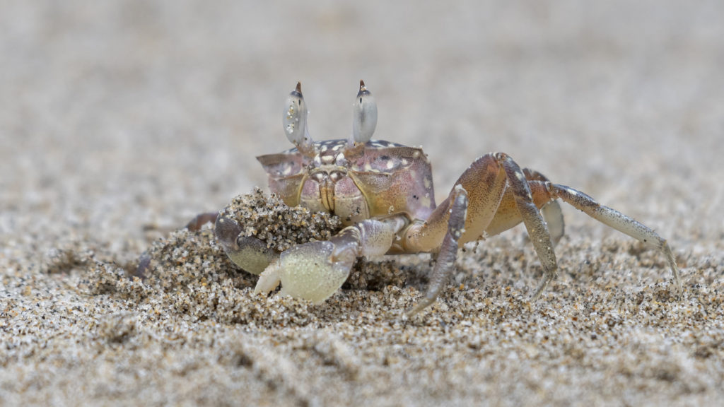 Painted Ghost Crab