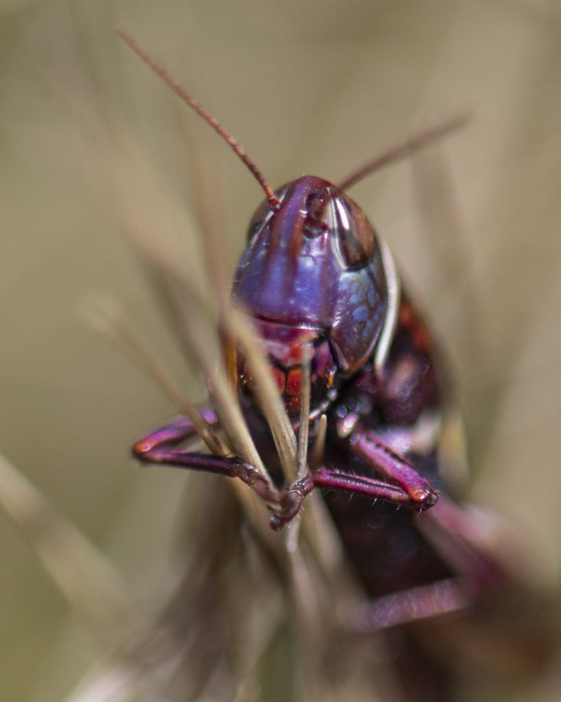Wine Colored Grasshopper