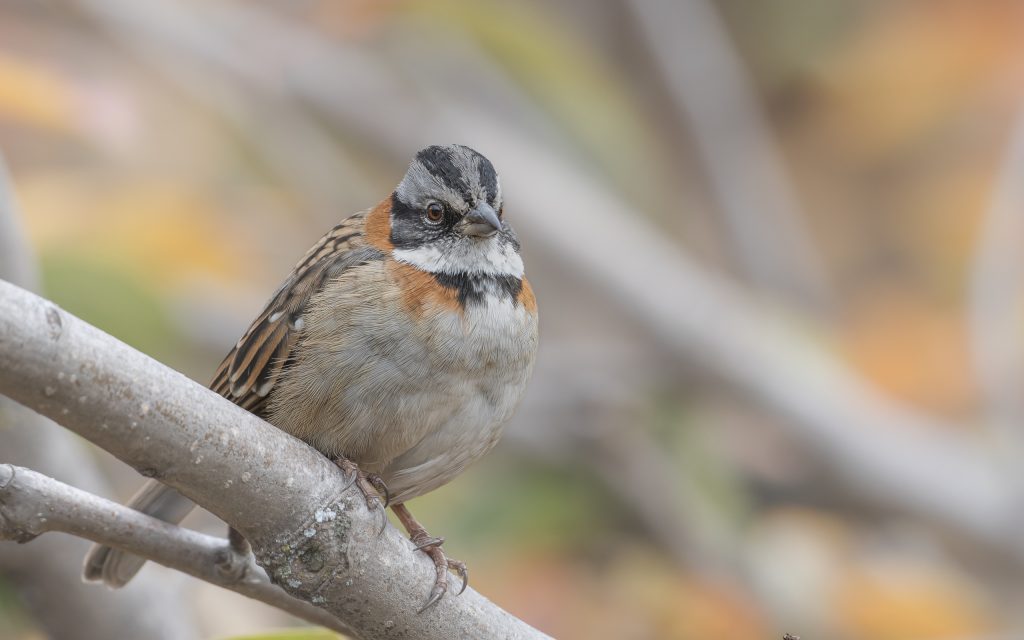 Rufous Collared Sparrow