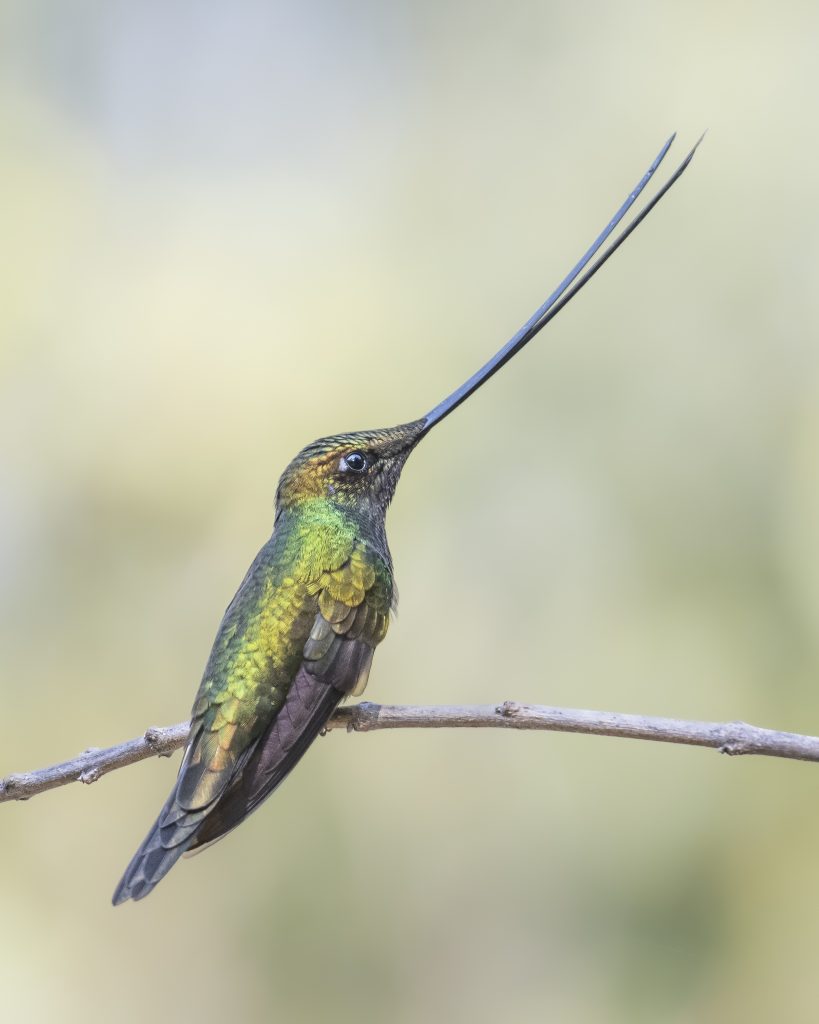 Sword Billed Hummingbird