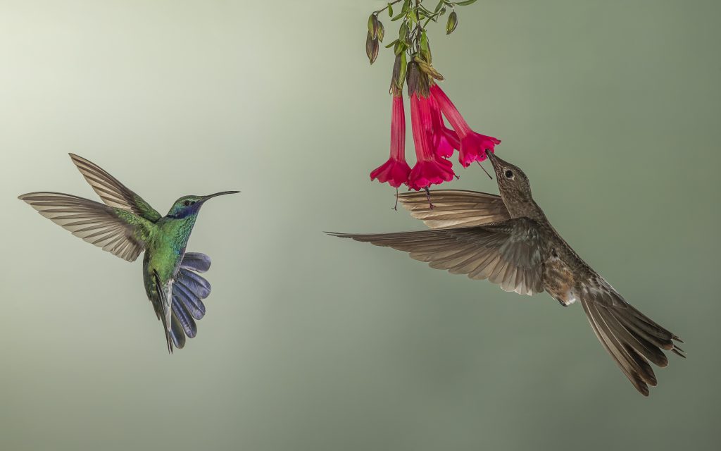 Sparkling Violetear & Giant Hummingbird